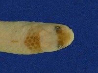 環紋赤蛇藏品圖，第3張